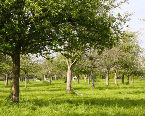 Le bocage normand La vie de Cocagne