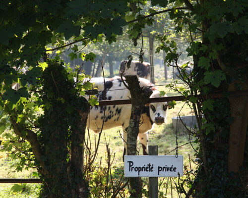 Le bocage normand et ses charmes - La Vie de Cocagne