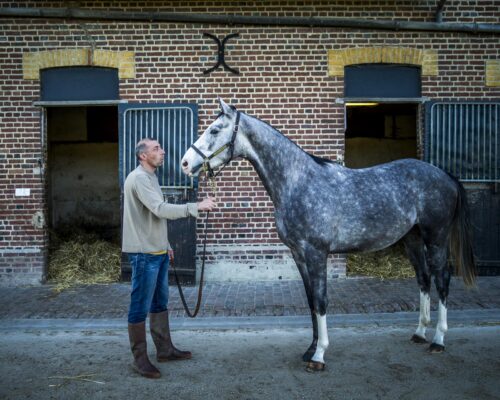 Visite d'un haras normandie